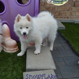 Snowflake - White Pomsky puppy in Claremore, Oklahoma from T-Town Acres
