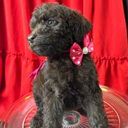Berry - Chocolate female Labradoodle puppy in Candler, North Carolina from Maple Bakin’ Doodles