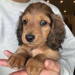 Eeny - Cream male Dachshund puppy in West Plains, Missouri from Little Legs Legacy