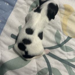 Girl 3 - White and black female Japanese Chin puppy in Connecticut from Lissette's pups chins and bullies