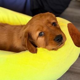 Black - Dark golden female Golden Retriever puppy in Smithfield, Utah from Golden Palms Puppies
