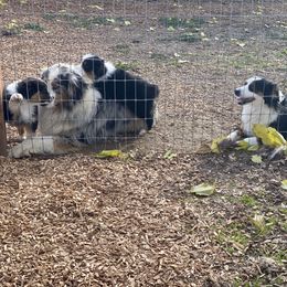 Aussiedoodle and Australian Shepherd Puppies from Double M Aussies
