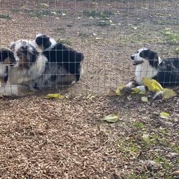 Aussiedoodle and Australian Shepherd Puppies from Double M Aussies