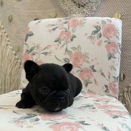 French Bulldog Puppies from For the Luv of Frenchies