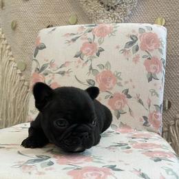 French Bulldog Puppies from For the Luv of Frenchies