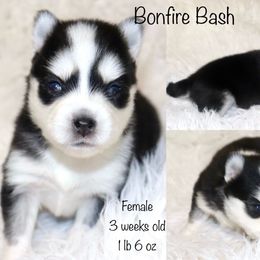 Bonfire Bash - Black and white female Pomsky puppy in Denham Springs, Louisiana from Bayouland Pomskies