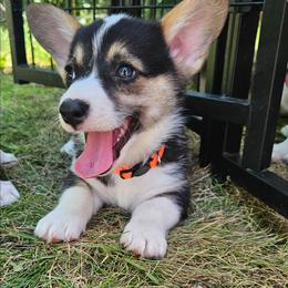 Orange boy - Black and tan male Pembroke Welsh Corgi puppy in Corvallis, Montana from Montana Corgi Corral