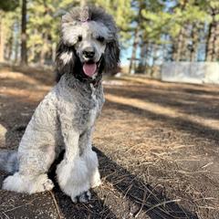 Aussiedoodle, Poodle, and Saint Berdoodle Puppies from Remington Kennels, LLC