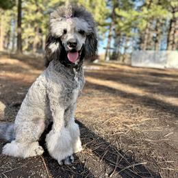 Aussiedoodle, Poodle, and Saint Berdoodle Puppies from Remington Kennels, LLC