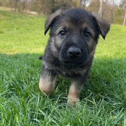 Green collar - Sable male German Shepherd puppy in Cumberland Gap, Tennessee from Royal Port K-9