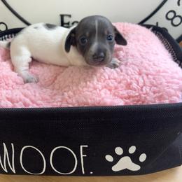 Cinderella 4 - Gray (blue) female Dachshund puppy in Scottdale, Pennsylvania from Our Sweet Dachshund Farm
