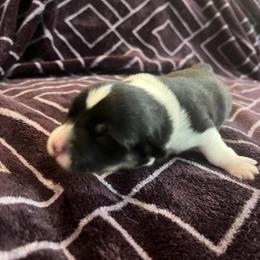 Pembroke Welsh Corgi Puppies from Simply loved corgis