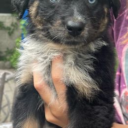 Australian Shepherd Puppies from Baker Green Hill Aussies