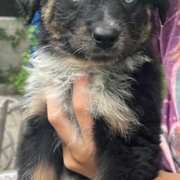 Australian Shepherd Puppies from Baker Green Hill Aussies