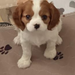 Susie - Blenheim female Cavalier King Charles Spaniel puppy in Atwater, California from Countryside Royalty Cavaliers