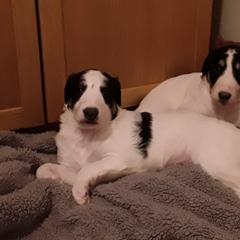 Borzoi Puppies from Hounds of Laureate