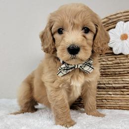 Patch - Apricot female Goldendoodle puppy in Temecula, California from Oodles O'Doodles