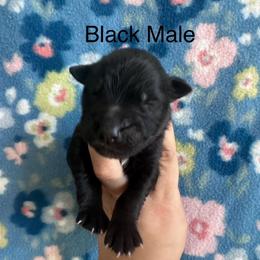 Boy 1 - Black male German Shepherd puppy in Marianna, Florida from Haus M Godwin