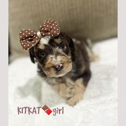 KITKAT - Brown merle female Aussiedoodle puppy in Houston, Texas from Jomelkin Furry Pals