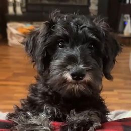 Shadow - Black and silver male Miniature Schnauzer puppy in Akeley, Minnesota from Great Northern Schnauzers