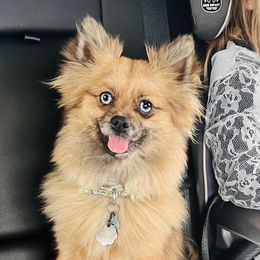 Sassie - Pomeranian