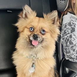 Sassie - Pomeranian