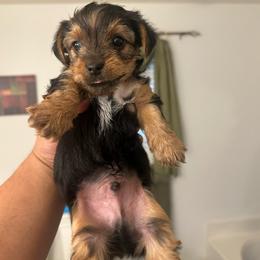BOY 3 - Chocolate, tan and white male Yorkshire Terrier puppy in Blythewood, South Carolina from PUPS “ R” US