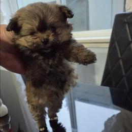 Mica - Black & tan tri-color male Maltipoo puppy in Sedro Woolley, Washington from Absher Ranch