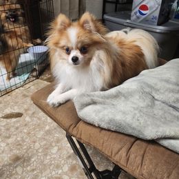 Blu - Pomeranian
