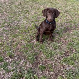 Labrador Retriever Puppies from J and D Retrievers