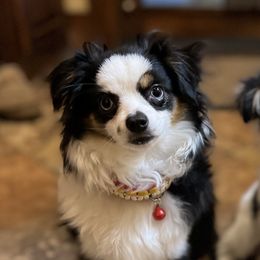 American Corgis, Pembroke Welsh Corgis, and Toy Australian Shepherds from King of Hearts Corgis