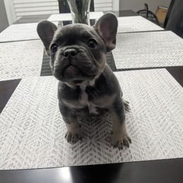 French Bulldog Puppies from Jgrfrenchies