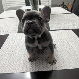 French Bulldog Puppies from Jgrfrenchies