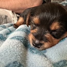 Yorkshire Terriers from j&j yorkies