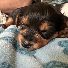 Yorkshire Terriers from j&j yorkies