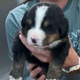 Pink Collar Female - Black rust and white female Bernese Mountain Dog puppy in Bristol, Tennessee from Holston Hollow Farm