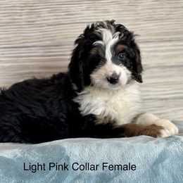 Aussiedoodle and Bernedoodle Puppies from North 40 Doodles