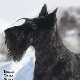 Giselle - Scottish Terrier