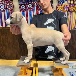 Boy 1 - Fawn male Whippet puppy in Chatfield, Minnesota from Devlynn Whippets