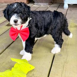 Astro - Black and white male Aussiedoodle puppy in Talihina, Oklahoma from Lockhart Mini Aussies