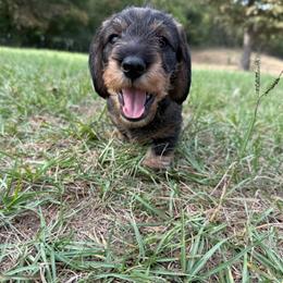 Sweetie (Formerly Dolly) - Wild boar female Dachshund puppy in Rusk, Texas from McCann Creek