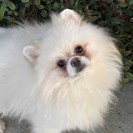Pomeranian puppies from Biewer Puppies USA