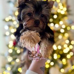 Jasper - Black and tan male Yorkshire Terrier puppy in Pittsburg, California from Crystal Garden Yorkies