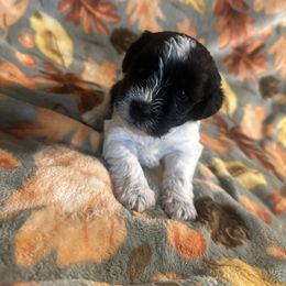 Puppy 5 - Black and silver female Miniature Schnauzer puppy in Morehead, Kentucky from Stevens Mini Schnauzers