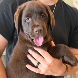 Boy 1 - male Labrador Retriever puppy in Hutto, Texas from Texas Bluebonnet Labs