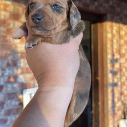 Girl 1 - Dachshund puppy in Deming, New Mexico from FoxieDoxies of New Mexico