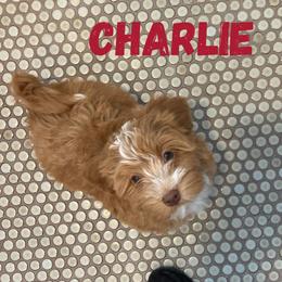 Charlie (Lucky's Charlie Brown Christmas) - Red male Havanese puppy in Fielding, Utah from LUCKY HAVANESE
