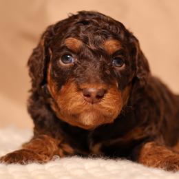 Ruby (Dark Blue) - Phantom female Goldendoodle puppy in Palmetto Bay, Florida from SOMIDOODLES