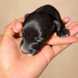 Luna - Black female Dachshund puppy in Jarales, New Mexico from Poker Paws Dachshunds
