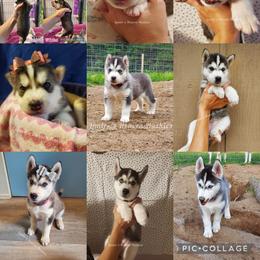 Siberian Husky Puppies from Lunter's Heaven Huskies
